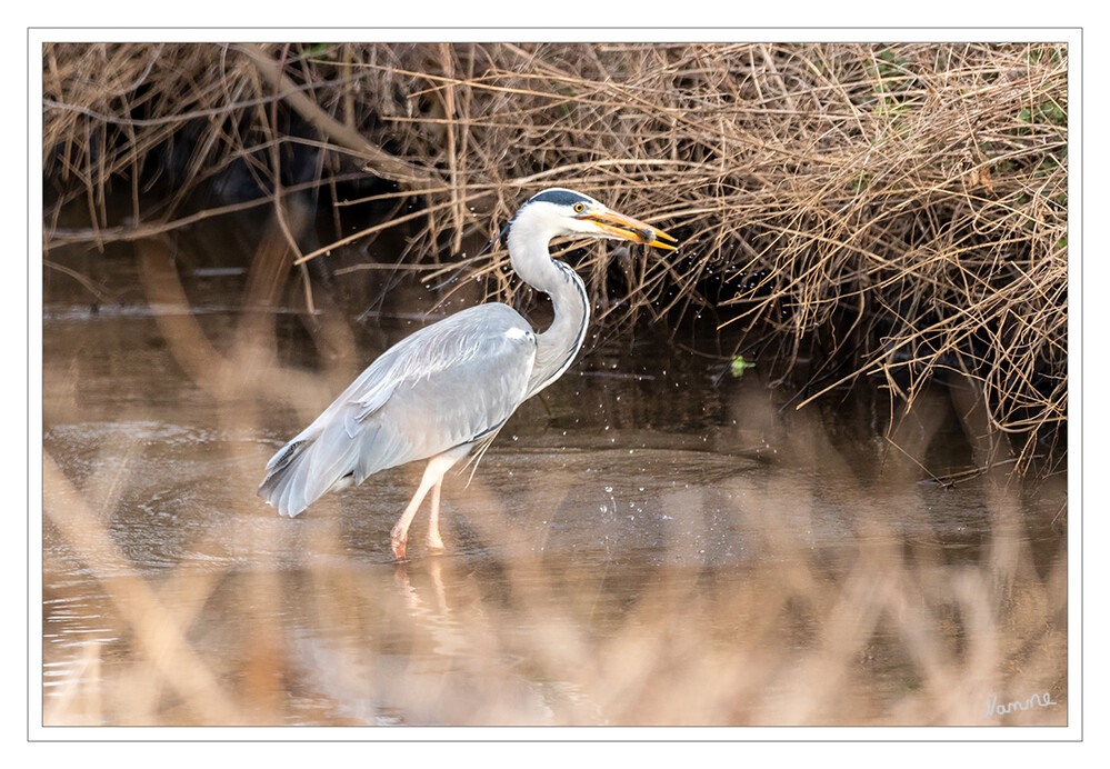 Hab dich
Der Graureiher (Ardea cinerea), auch Fischreiher genannt, ist eine Vogelart aus der Ordnung Pelecaniformes. Er ist in Eurasien und Afrika weit verbreitet und häufig. Weltweit werden vier Unterarten unterschieden. In Mitteleuropa ist er mit der Nominatform Ardea cinerea cinerea vertreten. laut Wikipedia
Schlüsselwörter: 2021; Fischreiher