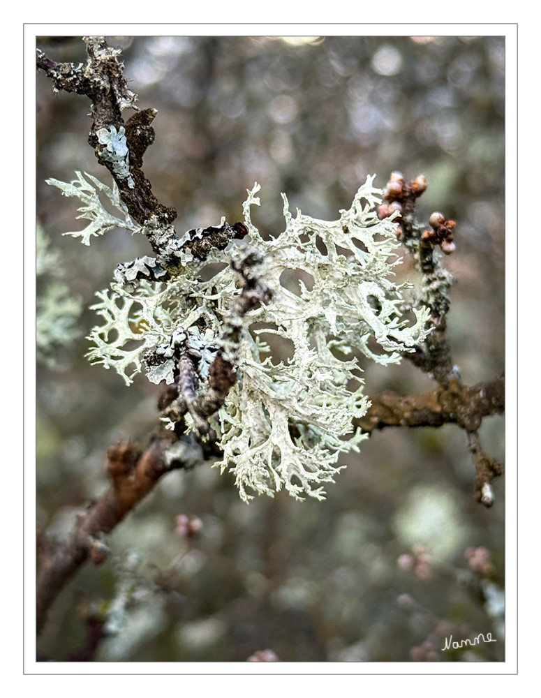 Flechte
Überall in unserer Umgebung sind Flechten (lat. Lichenes) zu finden: Auf der Rinde lebender Bäume und Sträucher, auf Totholz, Moosen, Steinen, alten Knochen, Dachziegeln, Mauern oder auf dem Boden wachsen sie meist unbemerkt. Dabei ist ihre Biologie interessant und ihre Funktion für die Ökosysteme wichtig.
Insgesamt ca. 16.000 verschiedene Flechtenarten gibt es, fast alle Bereiche der Erde sind besiedelt, sogar in der Antarktis sind einige hundert Arten zu finden. lt.bund-naturschutz
Schlüsselwörter: 2026
