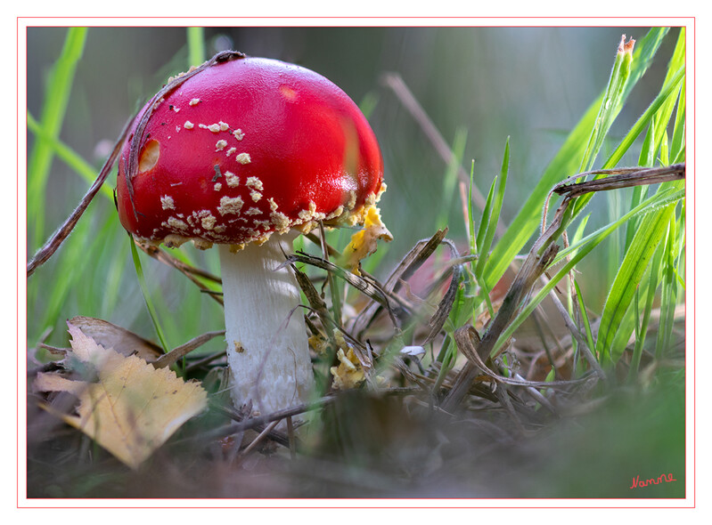 Fliegenpilz
Der Rote Fliegenpilz kommt sowohl in reinen Laubwäldern wie auch in Nadelwaldgesellschaften vor. Ferner kann man ihn in Parkanlagen, Heiden oder Gärten, auf alten Friedhöfen, auf Wiesen, Halden, an Moorrändern, Waldwegen, Waldrändern & -lichtungen und ähnlichen Biotopen auf den verschiedensten Bodenformationen antreffen. laut natur-in-nrw
Schlüsselwörter: Pilz; Pilze;