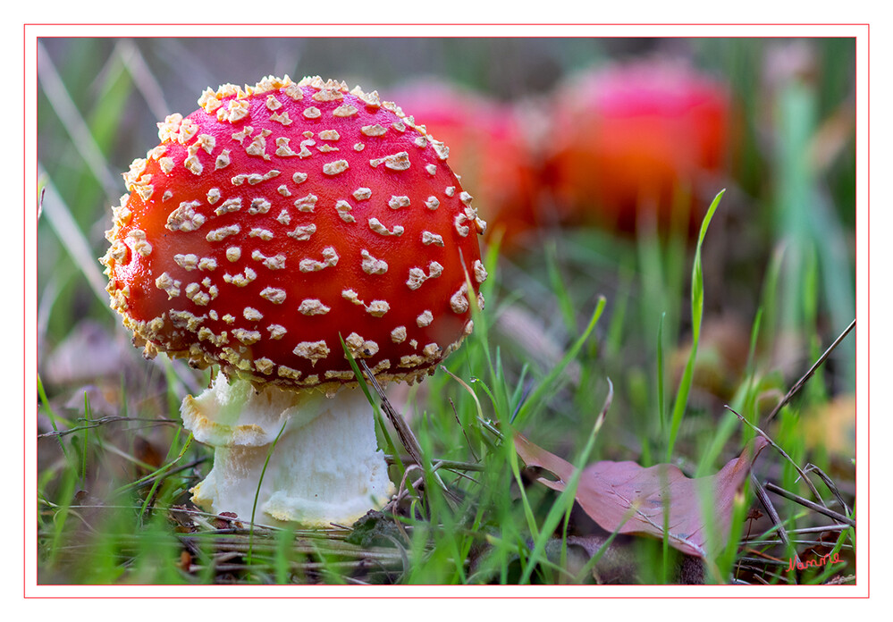 Fliegenpilz
Der Fliegenpilz (Amanita muscaria), auch Roter Fliegenpilz genannt, ist eine giftige Pilzart aus der Familie der Wulstlingsverwandten. Die Fruchtkörper erscheinen in Mitteleuropa von Juni bis zum Beginn des Winters, hauptsächlich von Juli bis Oktober. Er wurde von der Deutschen Gesellschaft für Mykologie zum Pilz des Jahres 2022 ernannt. laut Wikipedia
Schlüsselwörter: Pilz, Pilze