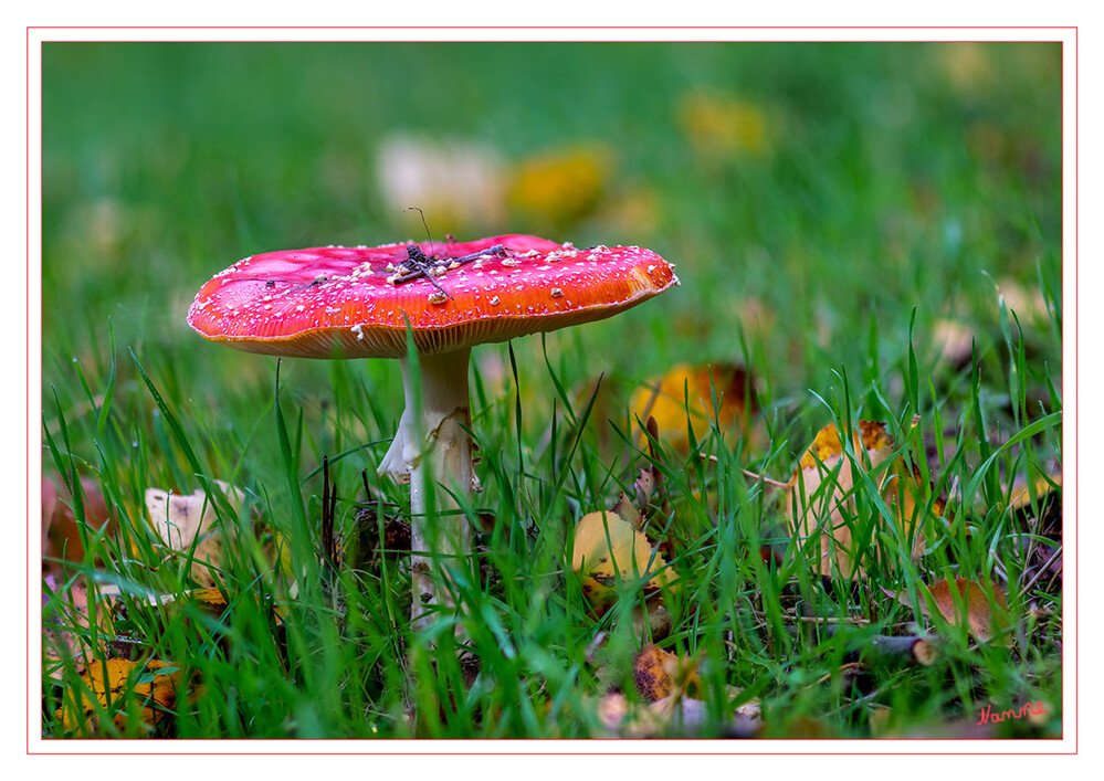 Fliegenpilz
Der Fliegenpilz (Amanita muscaria) ist ein Giftpilz, der aufgrund seines charakteristischen roten Huts mit weißen Tupfen praktisch nicht mit anderen Pilzen zu verwechseln ist. Allgemein ist er als ein Symbol der Freude bekannt und wird als Glückspilz bezeichnet. Er wächst in Nord-Amerika, Mitteleuropa und Asien bis nach Sibirien. laut drugcom
Schlüsselwörter: Pilz, Pilze