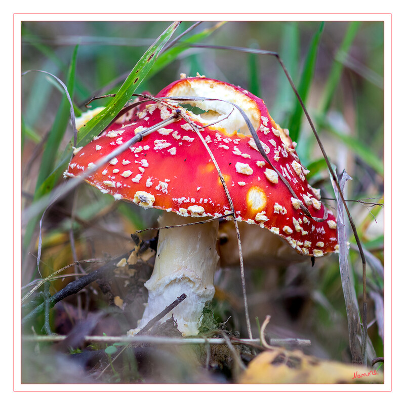 Fliegenpilz
Jung ist er durch sehr dicht stehende Warzen und Schuppen noch fast weiß mit schwachem orangenen oder rötlichem Schimmer, dann tief rot und mit grauweißen kegelförmigen Warzen, zum Teil auch breiten Schuppen – den charakteristischen weißen „Punkten“ – besetzt, die leicht abgewischt werden können. Sie sind Reste einer Gesamthülle (Velum universale), die den jungen Pilz anfangs schützend umschließt. laut Wikipedia
Schlüsselwörter: Pilz; Pilze;