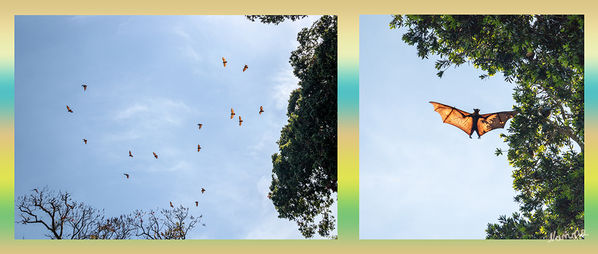 Impressionen aus dem botanischen Garten
In der Nähe der Stadt Kandy befindet sich die kleinere Ortschaft Peradeniya. Ihre Hauptattraktion ist eine fantastische Gartenanlage, die den Namen "Royal Botanical Gardens of Peradeniya" trägt.
In einer Ecke des Parks sind viele Bäume komplett mit Flughunden besetzt.
Schlüsselwörter: Sri Lanka, Kandy, Botanischer Garten,
