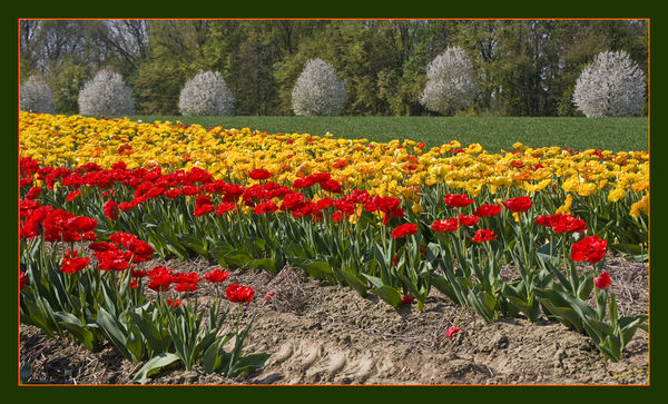 Farben des Frühling
