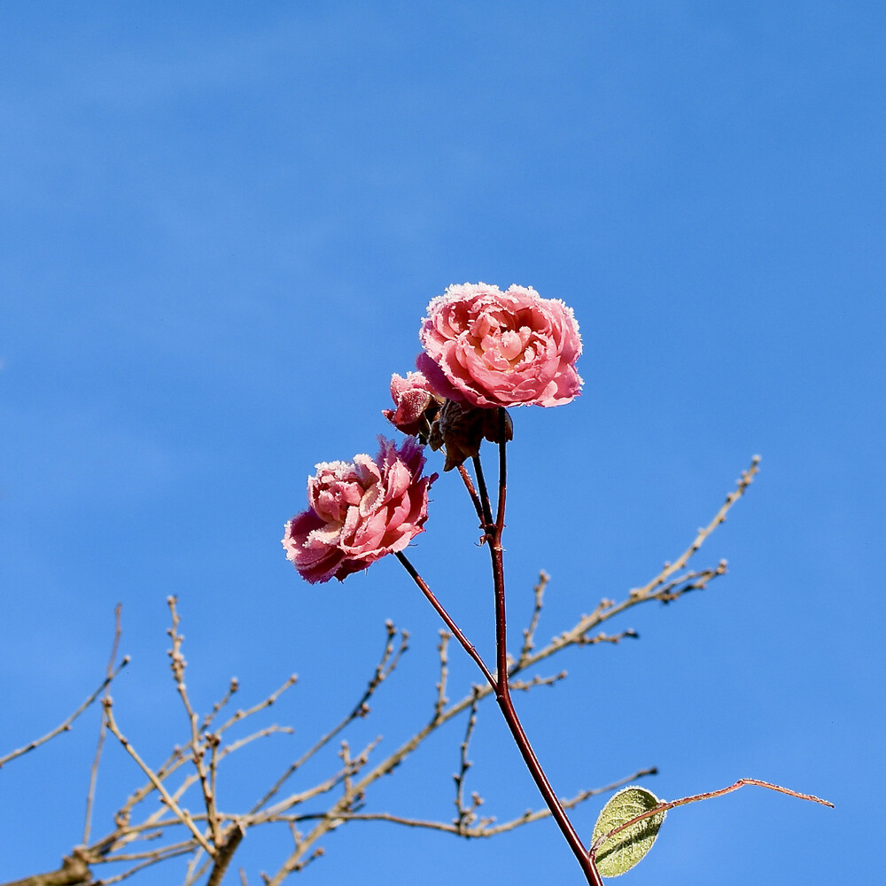 Dezemberfoto "Frostige Blüte"
Janine
Schlüsselwörter: 2021