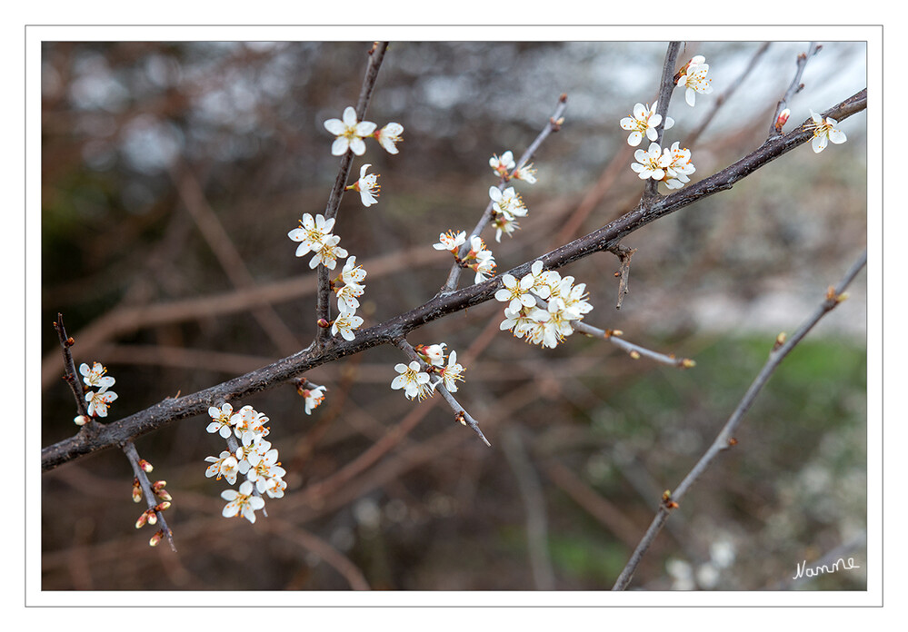 Die Natur legt los
Ein Baum oder ein Strauch, über und über mit weißen Blüten bedeckt – was kann das sein? Denke hier an einen Weißdorn.
Schlüsselwörter: Frühblüher