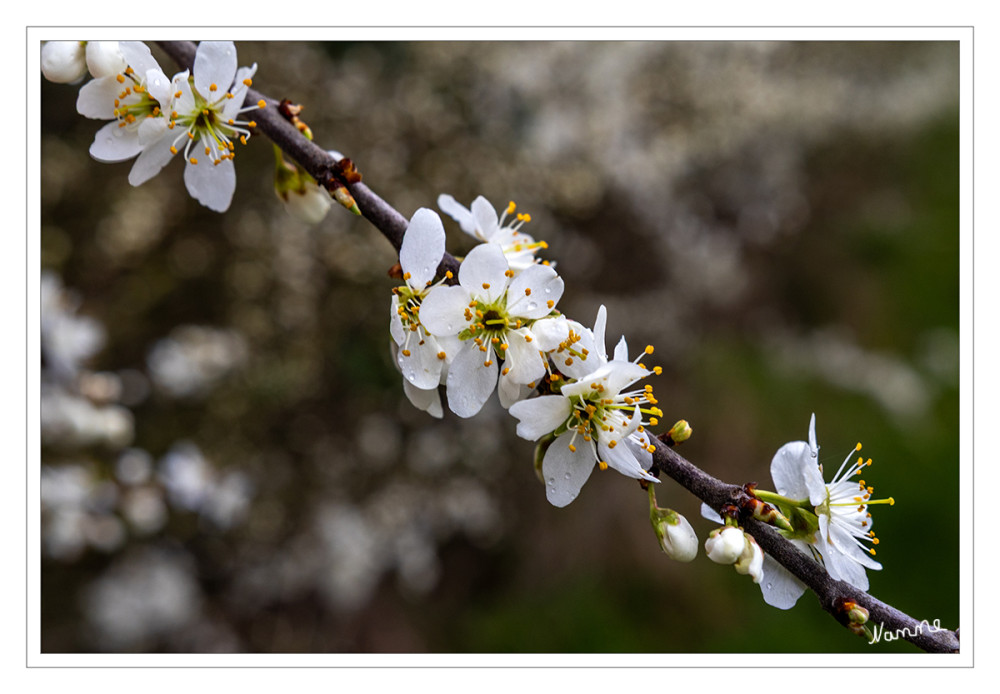 11 - Frühlingsblüher in weiß
Schlüsselwörter: 2026