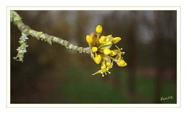 Die Natur legt los
Schlüsselwörter: Blüte; gelb