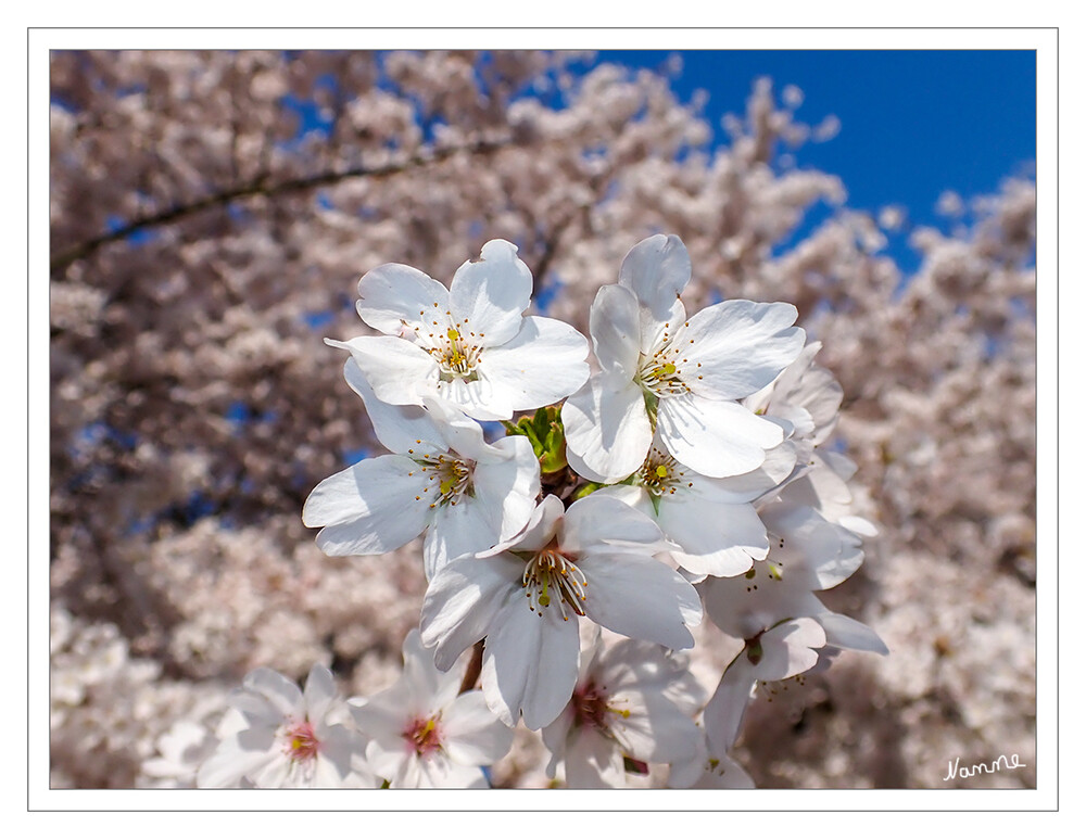 Kirschblüten
in voller Pracht
Schlüsselwörter: 2022