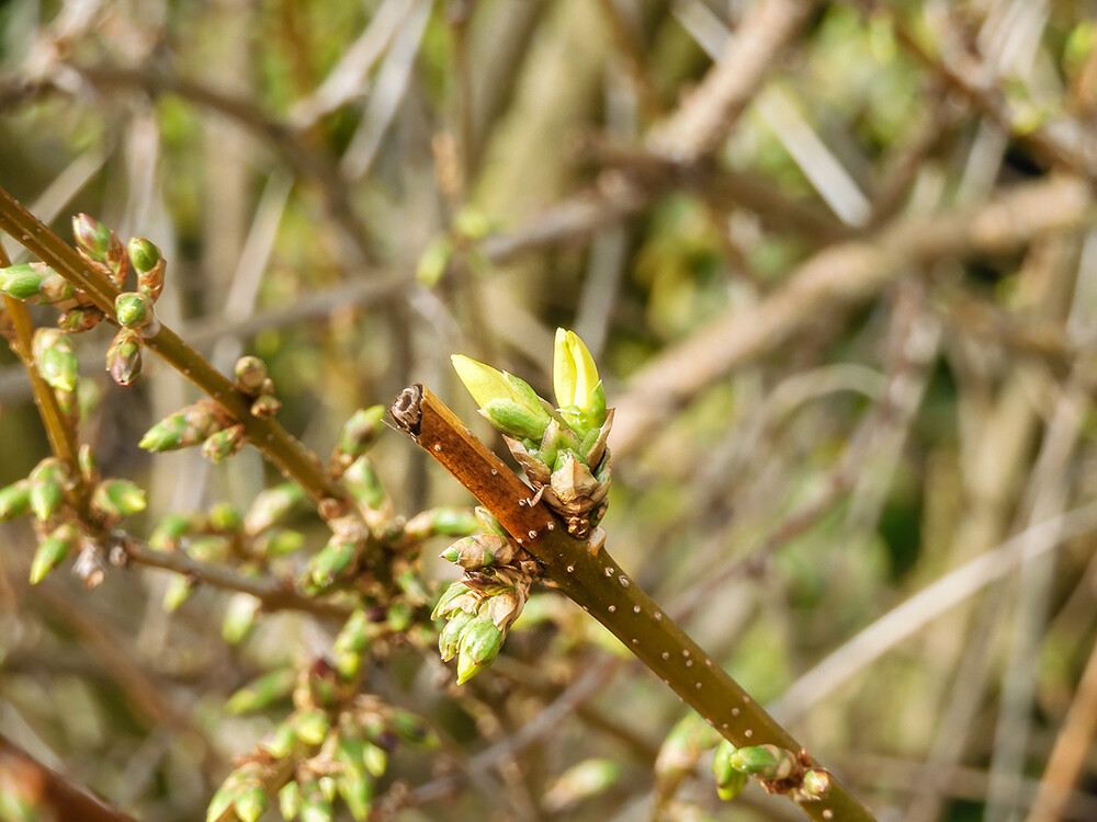 Frühlingserwachen "Knospen der Forsythie"
Perla
Schlüsselwörter: 2021