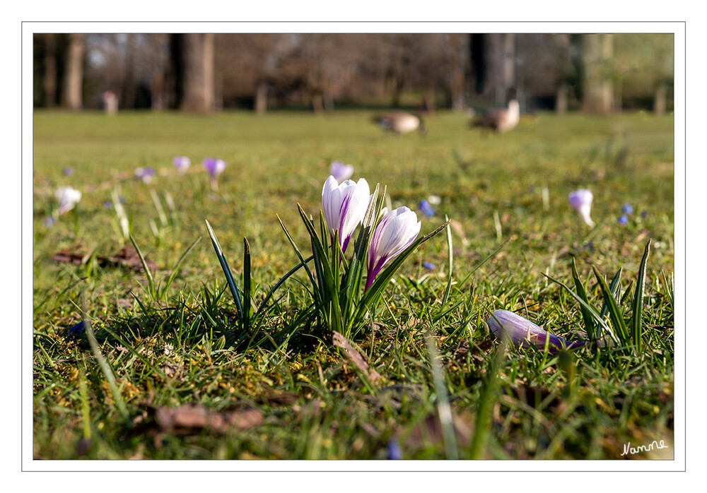 Pärchen
Im späten Winter und zeitigen Frühjahr setzen die kleinen Krokusse erste kräftige Farbtupfer in Parks und Gärten. Krokusse mögen durchlässigen, also keinesfalls staunassen, aber auch nicht zu leichten Boden. Im Frühjahr sollte der Standort eher feucht sein, zur Ruhezeit eher trocken. laut Nabu
Schlüsselwörter: Krokus