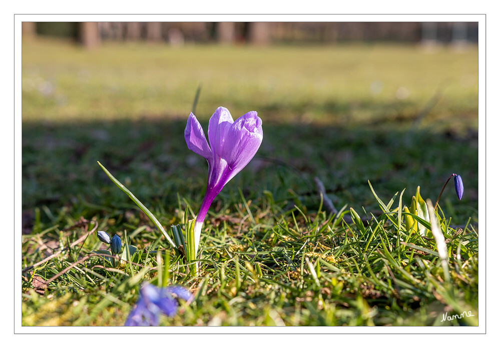 Lila
Krokusse sind ausdauernde krautige Pflanzen. Diese halbwinterharten bis winterharten Geophyten bilden die Knollen als Überdauerungsorgane aus. Die wenigen (meist etwa sechs) grundständigen Laubblätter sind einfach und parallelnervig; sie weisen fast immer einen weißlichen Mittelnerv auf. Der Blattrand ist glatt. laut Wikipedia
Schlüsselwörter: Krokus