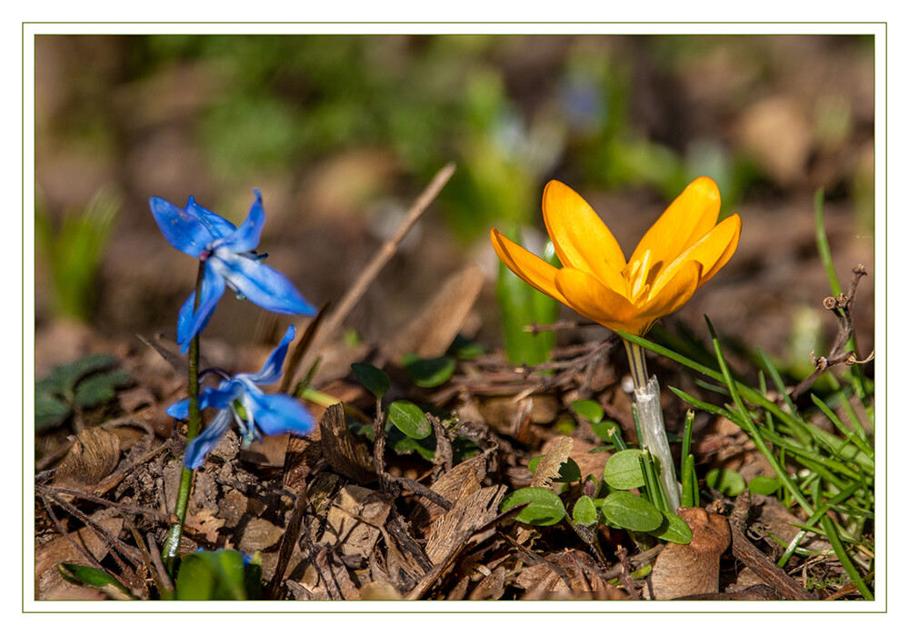 Wenn die Sonne scheint...
Schlüsselwörter: blau; Krokus; gelb