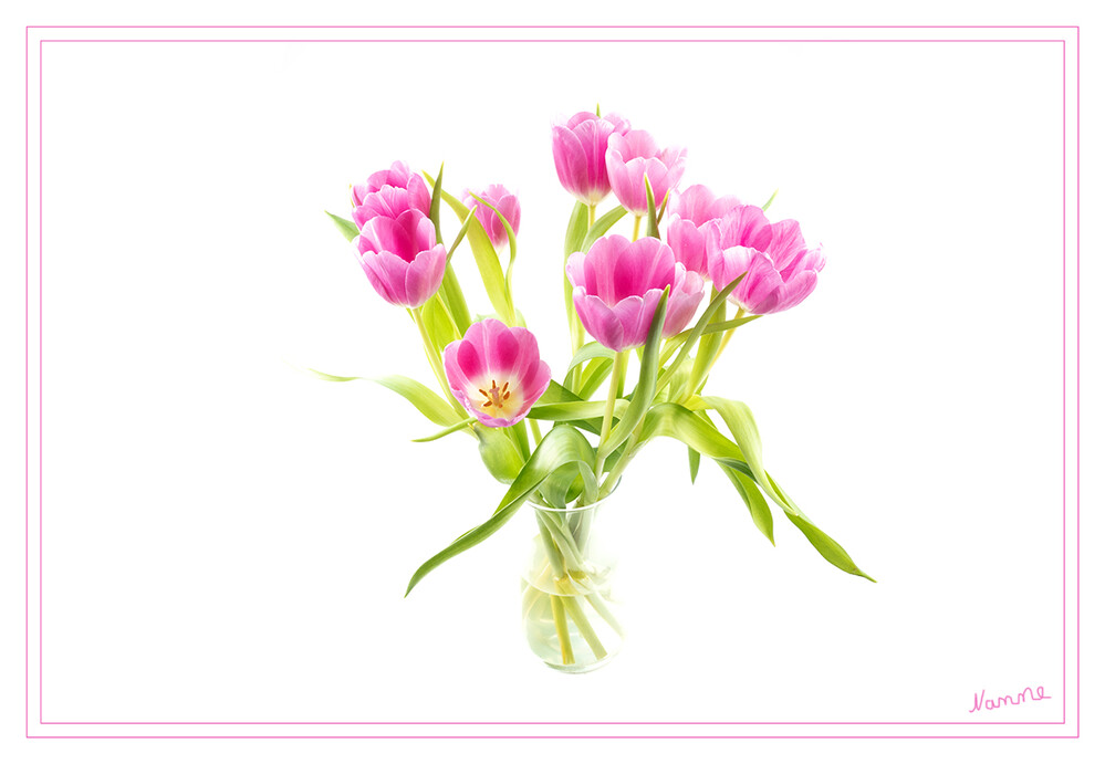 Ein Strauß Tulpen
Die Tulpen (Tulipa) bilden eine Pflanzengattung in der Familie der Liliengewächse (Liliaceae). Die etwa 150 Arten sind in Nordafrika und über Europa bis Zentralasien verbreitet. Zahlreiche Hybriden werden als Zierpflanzen in Parks und Gärten sowie als Schnittblumen verwendet. laut Wikipedia
Schlüsselwörter: 2022
