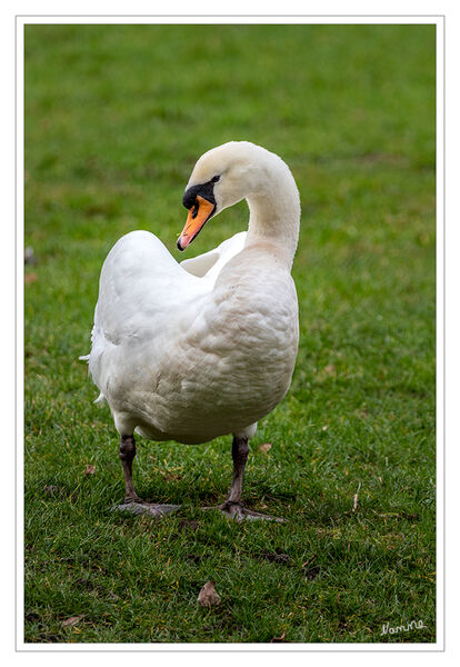 Schwan
Schwäne ernähren sich hauptsächlich von Wasserpflanzen, die vom Gewässergrund geholt werden. Wenn sie an Land gehen, fressen Schwäne auch am Ufer wachsende Pflanzen. Daneben werden zu einem weit geringeren Anteil Wasserinsekten, Mollusken, kleine Fische und Amphibien aufgenommen.  laut Wikipedia
Schlüsselwörter: Grevenbroich; Schwan