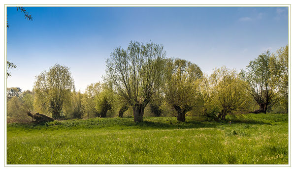 Frühlingserwachen
Als Kopfweide bezeichnet man eine Weide, deren Stamm als Jungbaum auf einer Höhe von etwa 1 bis 3 Metern eingekürzt wurde und deren Zweige in der Folge regelmäßig beschnitten werden. Wird heutzutage noch eine Pflege durchgeführt, so meistens durch Naturschutzorganisationen, die sich für den Erhalt der Kopfweiden als Lebensraum zahlreicher Tierarten einsetzen, vor allem die in ihrem Bestand bedrohten Fledermäuse und Eulen. Diese Tiere finden in den häufig hohlen Stämmen Unterschlupf und Nistgelegenheit. 
Schlüsselwörter: Weiden Kopfweiden