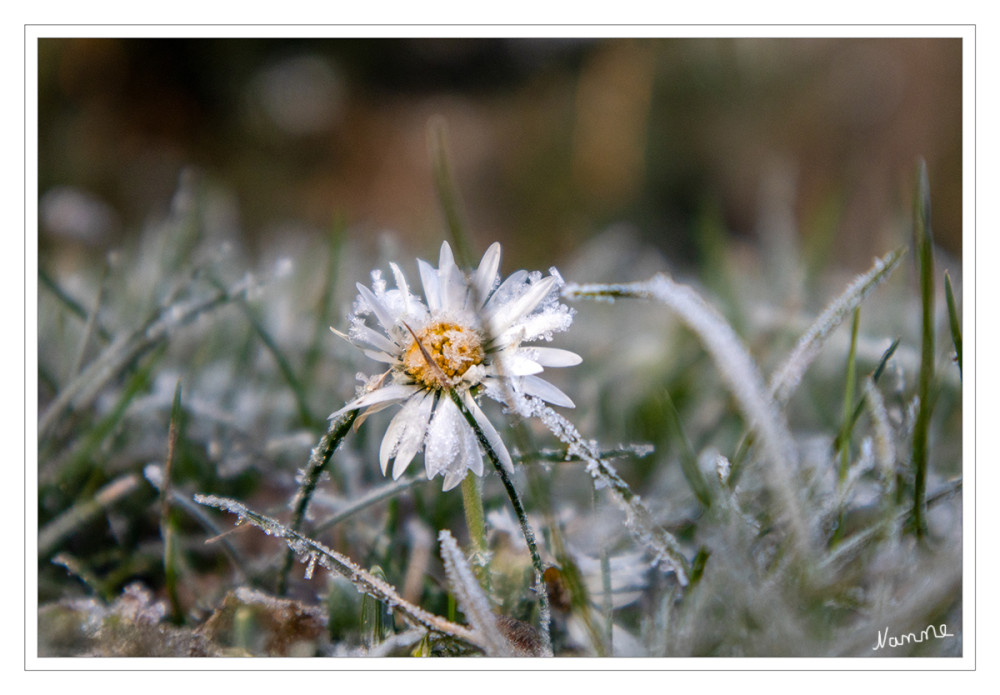 Gänseblümchen
Die letzten Nächte waren sehr kalt.
Gänseblümchen,auch Ausdauerndes Gänseblümchen, Mehrjähriges Gänseblümchen, Maßliebchen, Tausendschön, Monatsröserl oder schweizerisch Margritli genannt, ist eine Pflanzenart innerhalb der Familie der Korbblütler. Da es auf fast jeder Wiesenfläche wächst, zählt es zu den bekanntesten Pflanzenarten Mitteleuropas. lt Wikipedia
Schlüsselwörter: 2025
