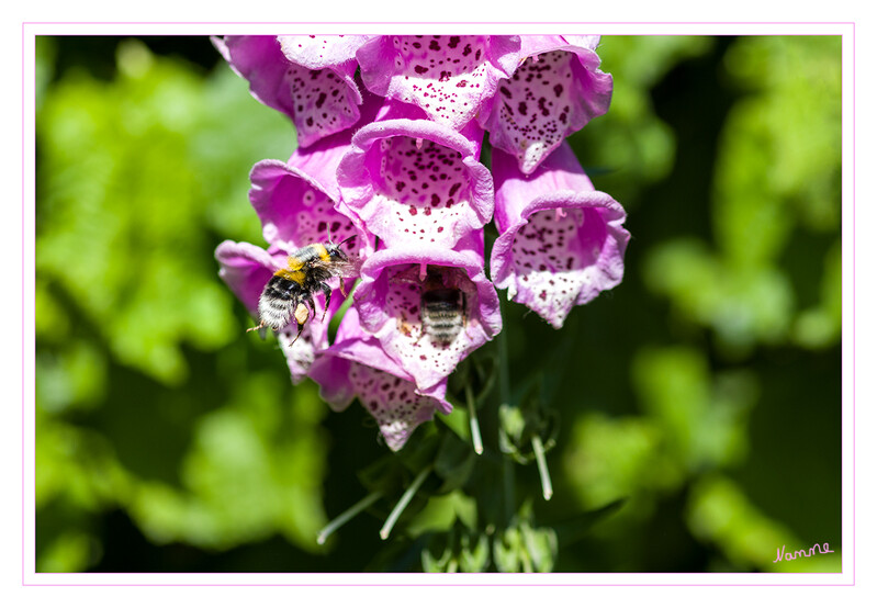 22 - Gartenhummel
2020
Schlüsselwörter: Hummel