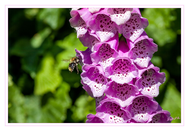 Gartenhummel
Die Gartenhummel (Bombus hortorum) ist eine häufige Hummelart, die in Gärten, auf Wiesen, in Obstgärten und Parks vorkommt. laut Wikipedia
Schlüsselwörter: Hummel