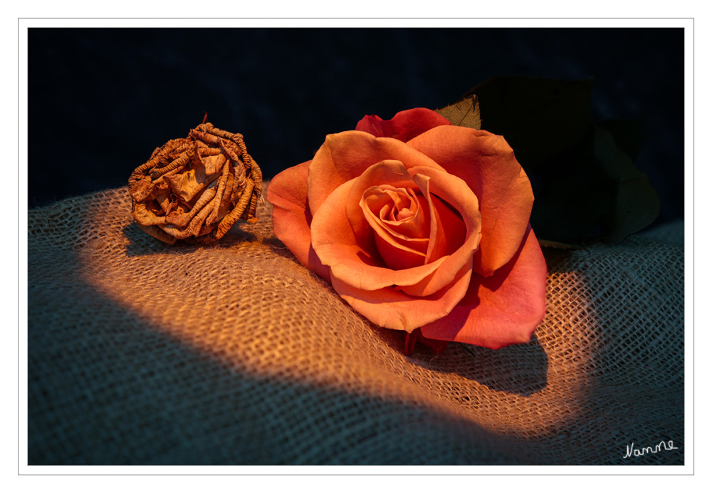 Gegensätze "Alt-Jung"
Spielerei mit Rosen und Lichtsetzung
Schlüsselwörter: 2025