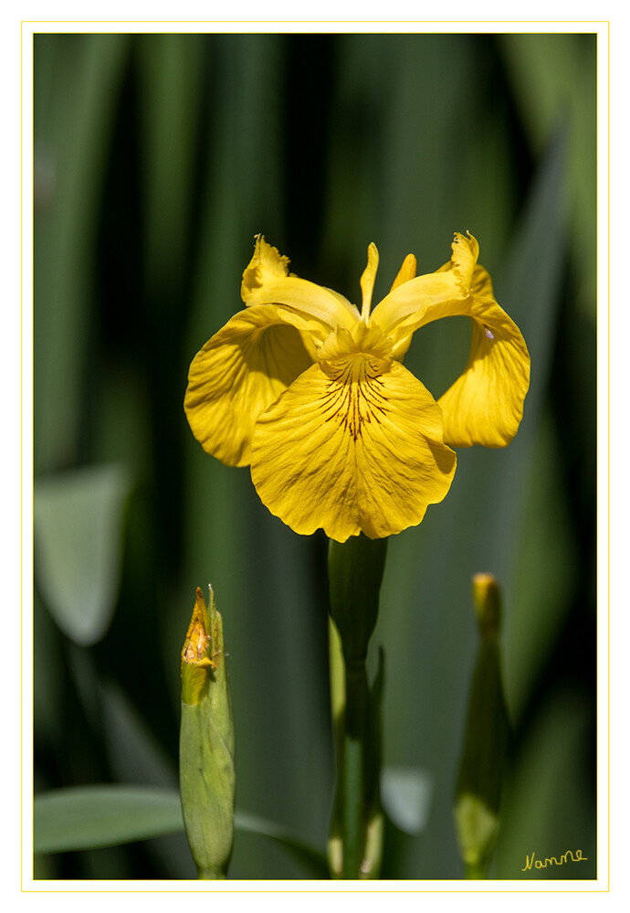 Iris
Die Sumpf-Schwertlilie – auch Gelbe Schwertlilie und Wasser-Schwertlilie genannt – ist eine Pflanzenart in der Familie der Schwertliliengewächse. Heimisch ist sie in Europa und Westsibirien. laut Wikipedia
