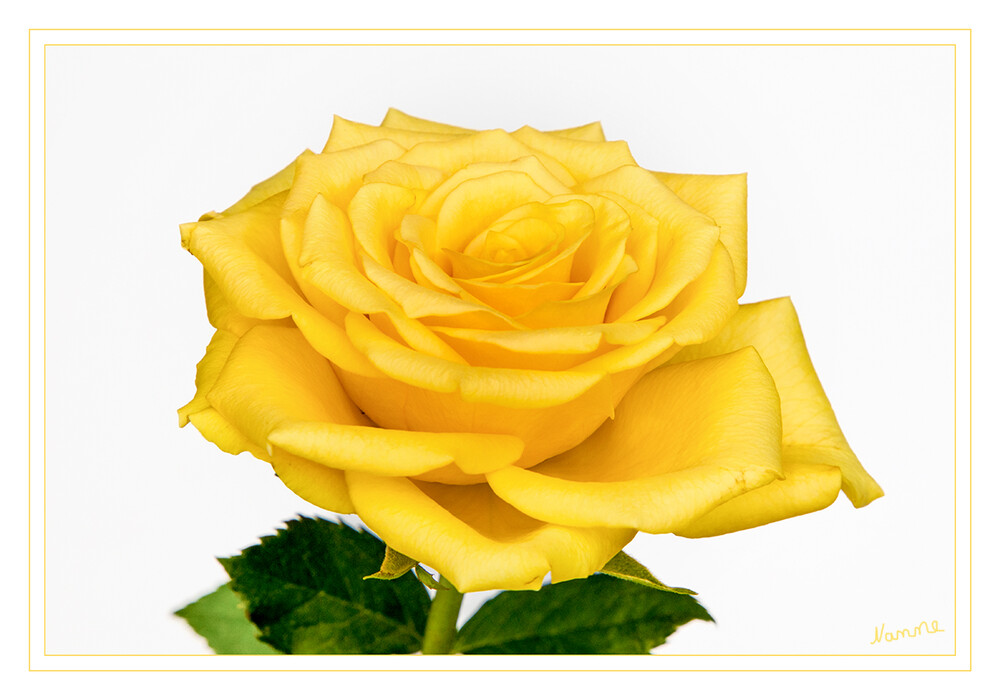 31 - Gelbe Rose
2023
