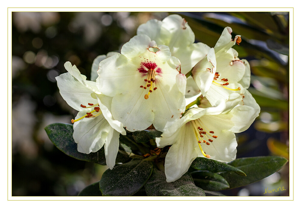 20 - Gelber Rhododendron
Die Rhododendren sind eine Pflanzengattung innerhalb der Familie der Heidekrautgewächse. Sie ist mit über 1000 Arten eine vergleichsweise große Gattung. laut Wikipedia
2021
Schlüsselwörter: 2021