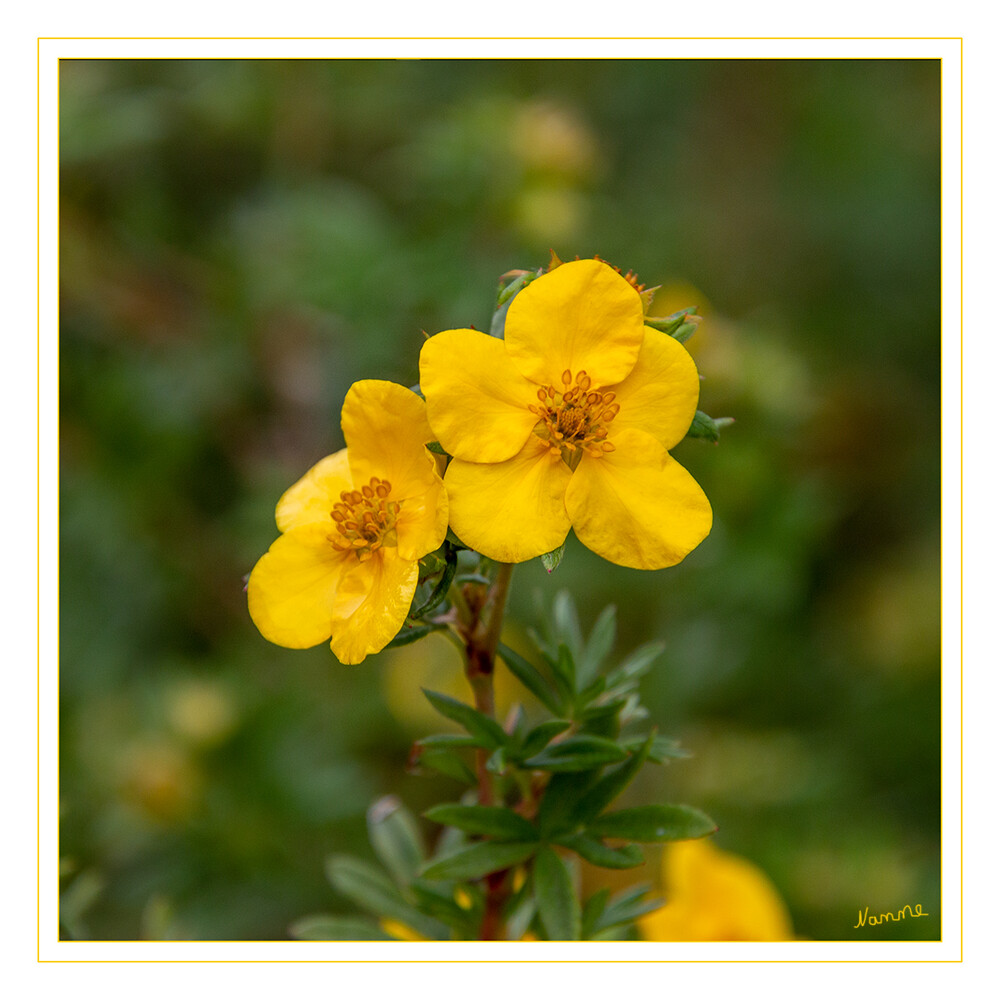 Gelbe Schönheit
Der Fingerstrauch (Potentilla)  ist im Garten sehr vielseitig verwendbar und überzeugt mit einer außergewöhnlich langen Blütezeit von Juni bis Oktober. laut mein-schoener-garten

