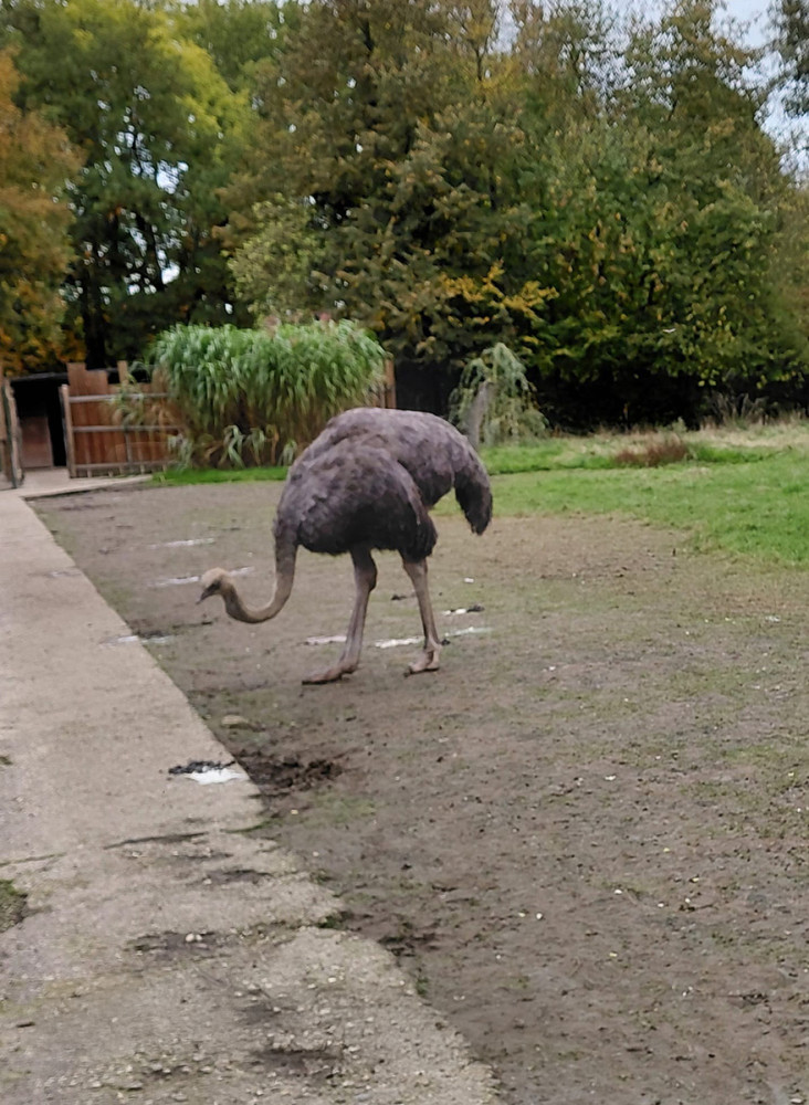 Tiergarten Kleve - Afrikanischer Blauhalsstrauß
Gerlinde
Schlüsselwörter: 2025
