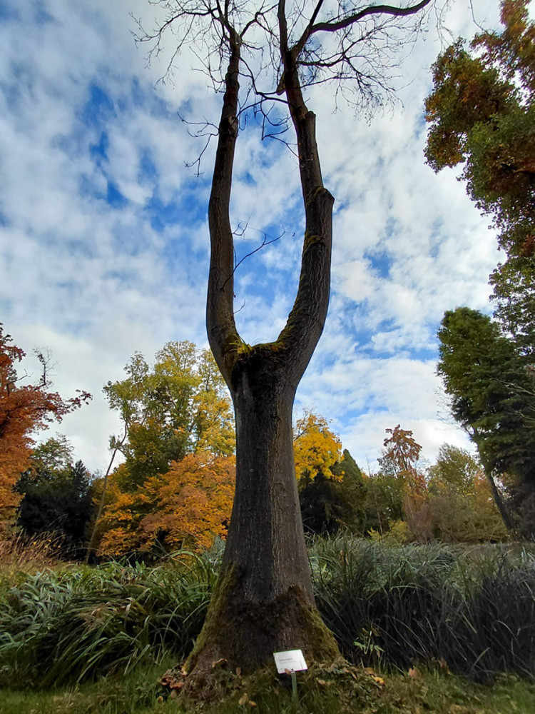 Schloss Paffendorf - Götterbaum
Gerlinde
Schlüsselwörter: 2025