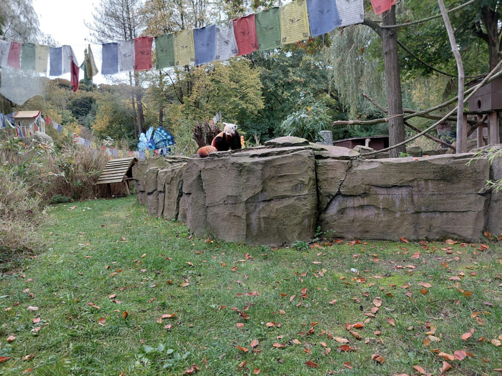 Tiergarten Kleve - Roter Panda
Gerlinde
Schlüsselwörter: 2025