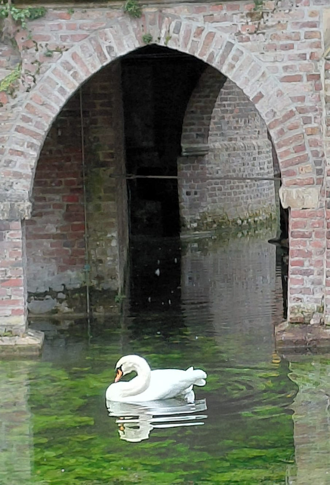 Schloss Paffendorf - Schwan
Gerlinde
Schlüsselwörter: 2025