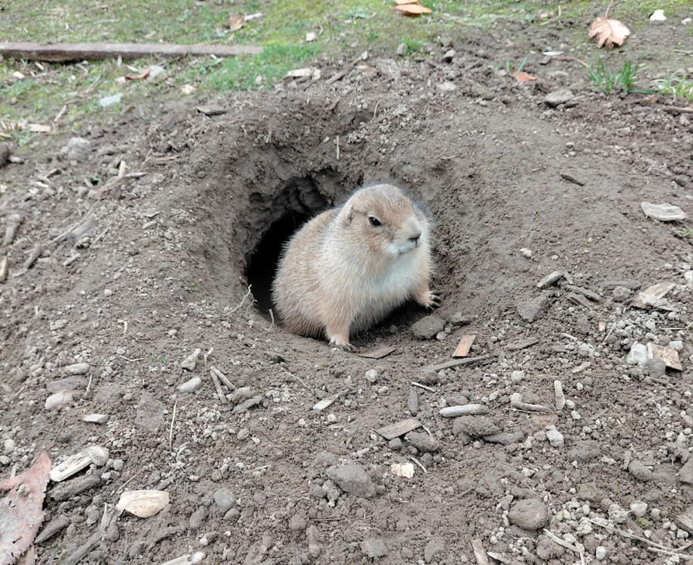 Tiergarten Kleve - Schwarzschwanz Päriehund
Gerlinde
Schlüsselwörter: 2025
