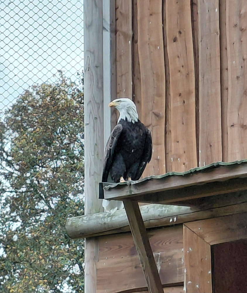 Tiergarten Kleve - Weißkopfseeadler
Gerlinde
Schlüsselwörter: 2025