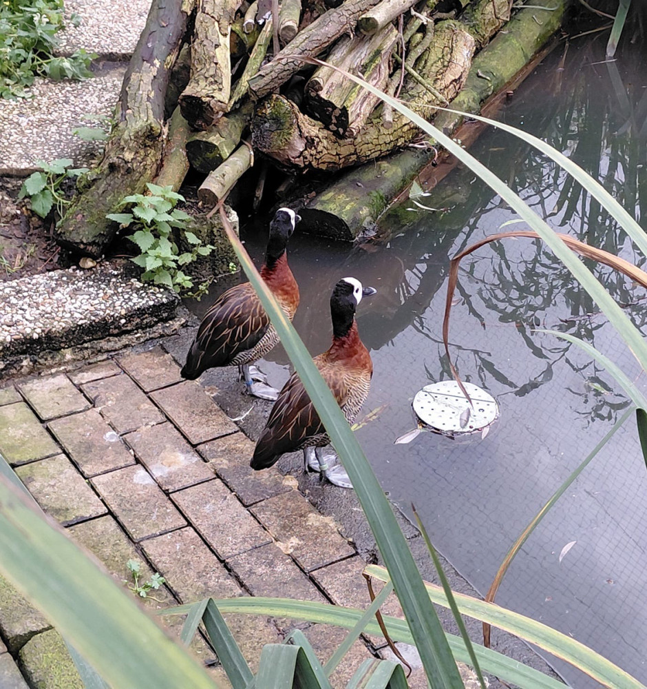 Tiergarten Kleve - Witwenpfeifgänse
Gerlinde
