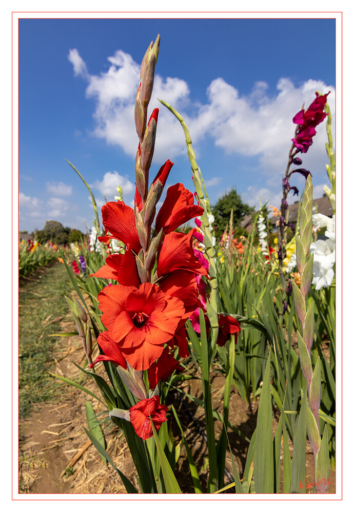 Farbemfroh
Die Gladiolen (Gladiolus, auch Schwertblume genannt, von lateinisch gladius „Schwert“) sind eine Pflanzengattung in der Familie der Schwertliliengewächse (Iridaceae). 
Schlüsselwörter: Gladiolen