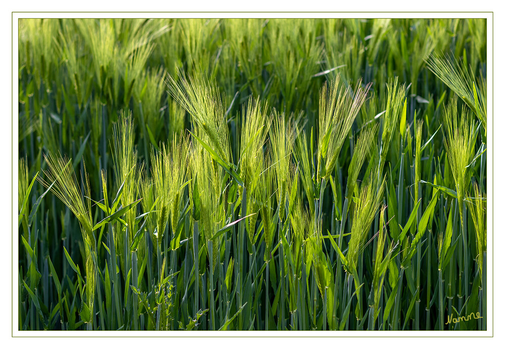 Es grünt so grün
Schlüsselwörter: Feld; 