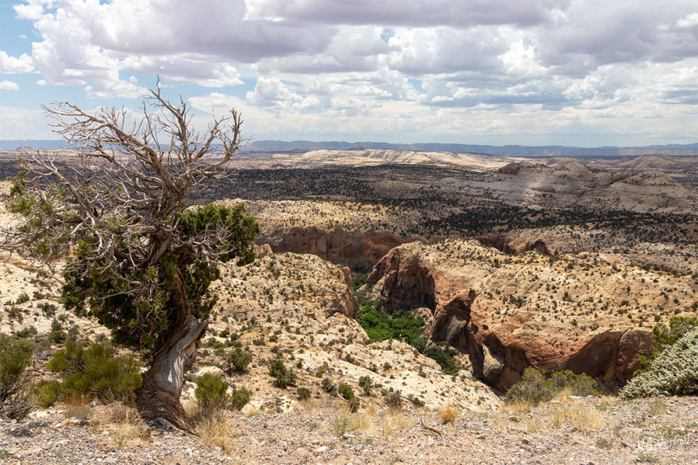 Staircase Escalante NM
Utah
Schlüsselwörter: 2025
