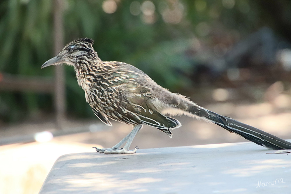 Roadrunner 
kam uns am Campingplatz besuchen.
Nevada
Schlüsselwörter: 2025