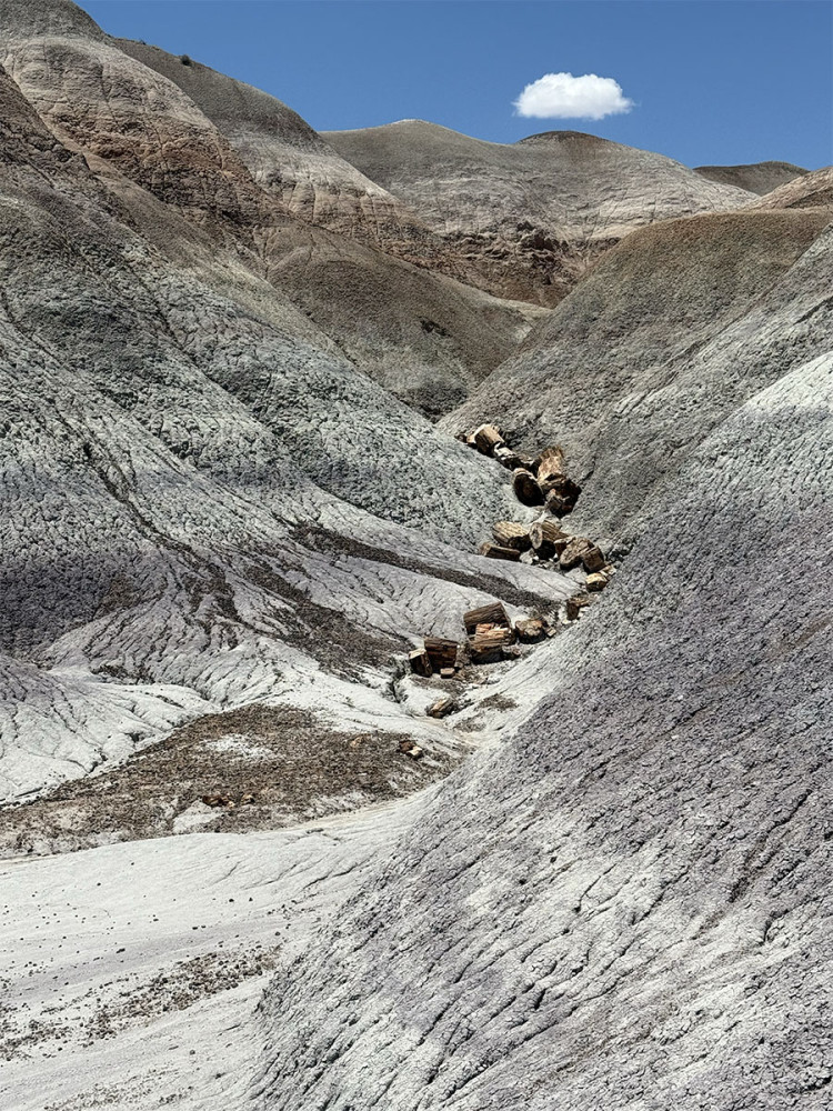 Petrified Forest NP
Schlüsselwörter: 2025