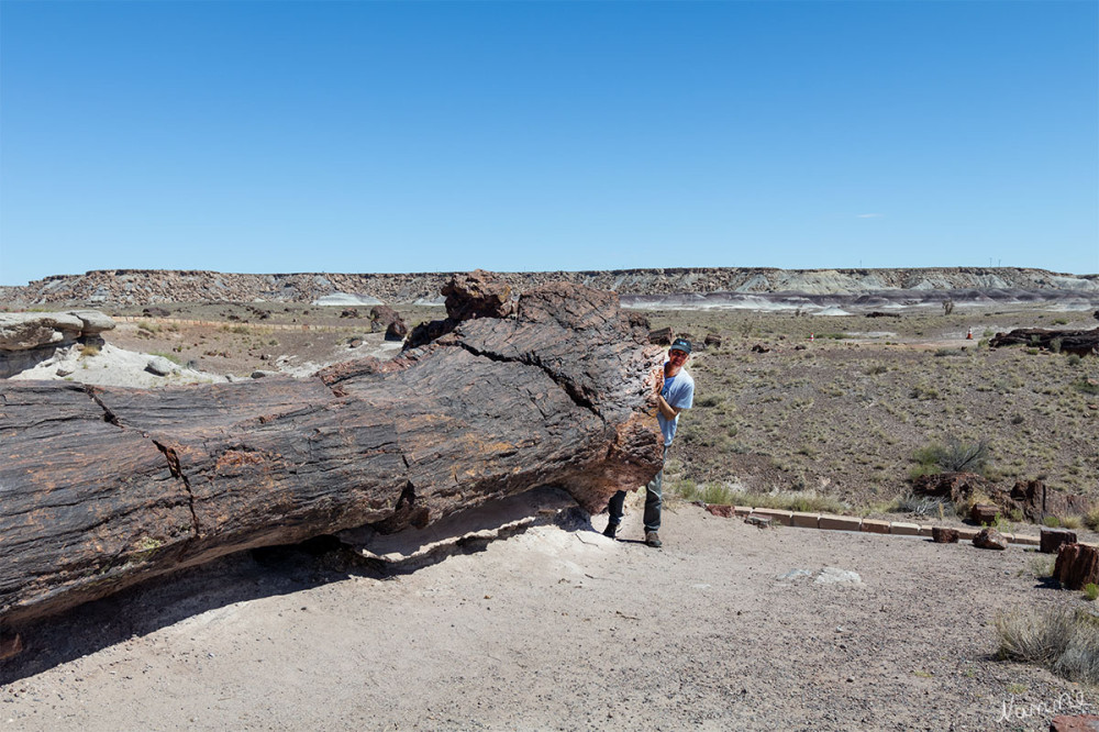 Petrified Forest NP
Schlüsselwörter: 2025