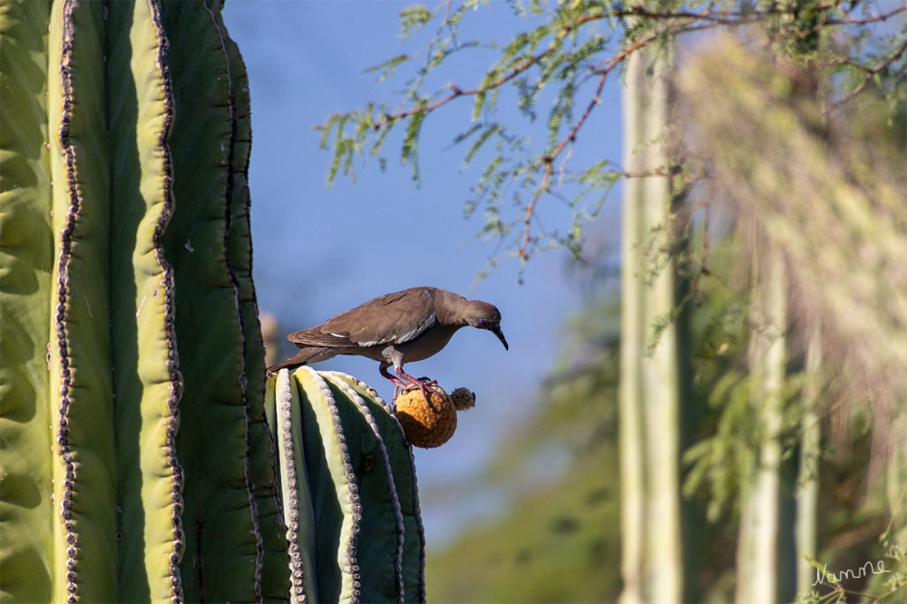 Desert Botanicel Garden
Schlüsselwörter: 2025