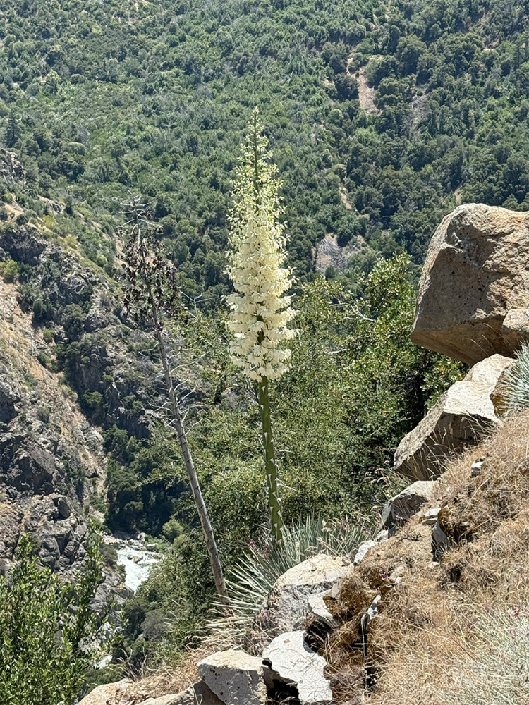 Kings Canyon
Kalifornien
Yukka in voller Blüte
Schlüsselwörter: 2025