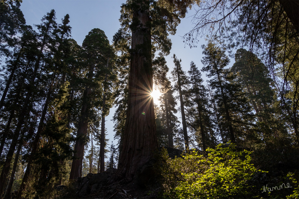 Sequoia NP
Kalifornien
Schlüsselwörter: 2025