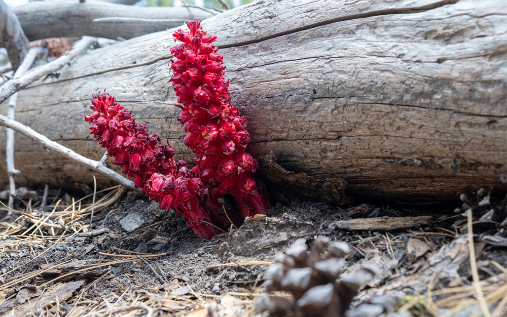 Lassen Volcanic NP
Diese Art von Blumen haben wir immer wieder entdeckt.
Schlüsselwörter: 2025