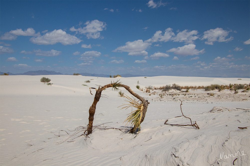 White Sands NP
New Mexico
Schlüsselwörter: 2025