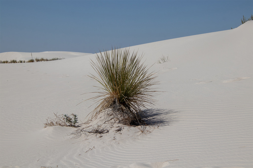 White Sands NP
New Mexico
Schlüsselwörter: 2025