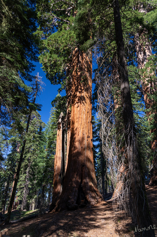 Sequoia NP
Kalifornien 
Schlüsselwörter: 2025