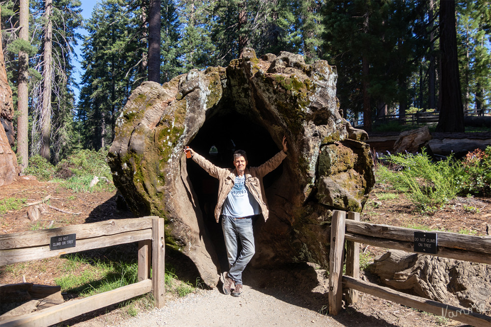 Sequoia NP
Durch diesen Baumstamm konnte man komplett hindurchlaufen.
Kalifornien 
Schlüsselwörter: 2025