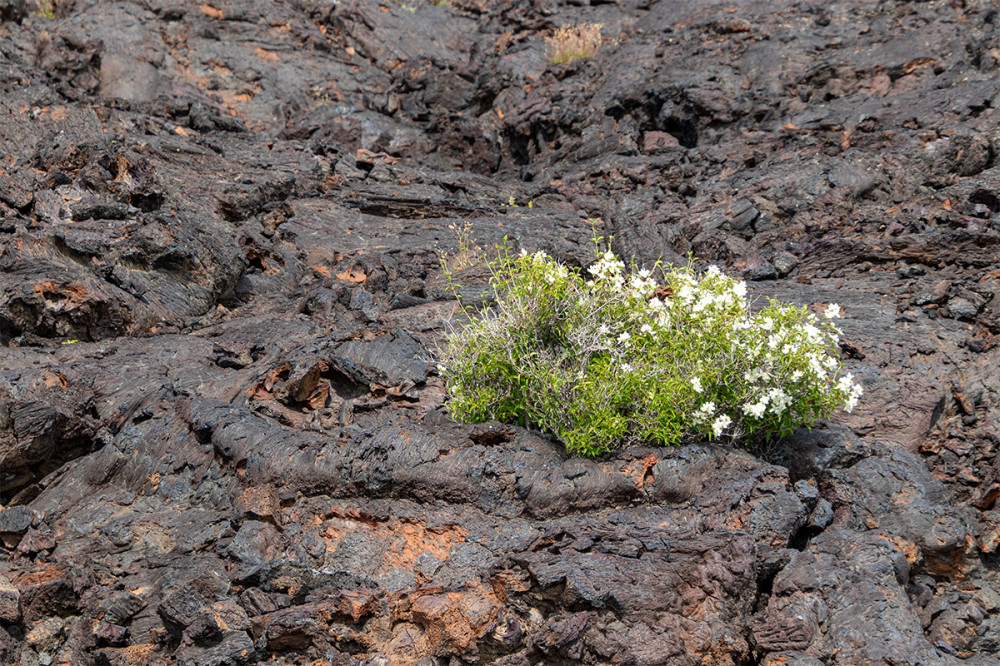 Craters of the Moon NM
Idaho 
Schlüsselwörter: 2025